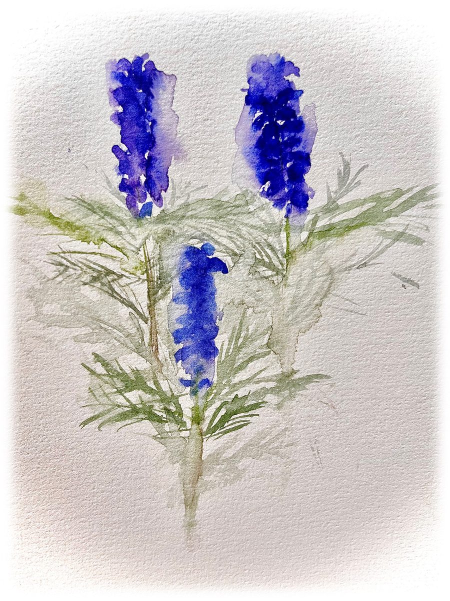 Aquarell: drei blaue Blütenähren an grünen Stängeln