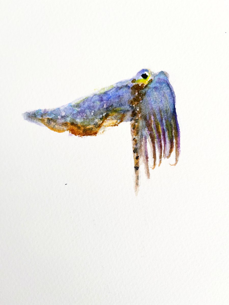 Aquarell: ein blau-violetter Tintenfisch